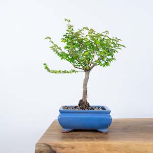 Chinese Elm (Indoor)