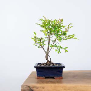 Chinese Elm (Indoor)