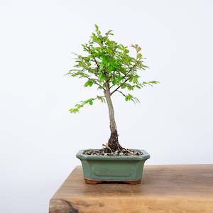 Chinese Elm (Indoor)