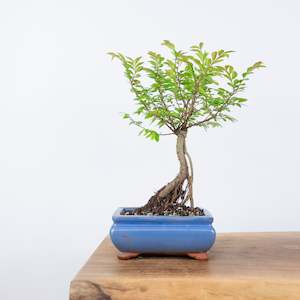 Chinese Elm (Indoor)