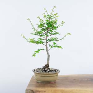Chinese Elm (Indoor)