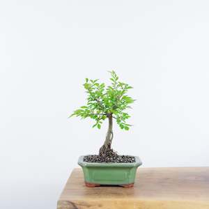 Chinese Elm (Indoor)