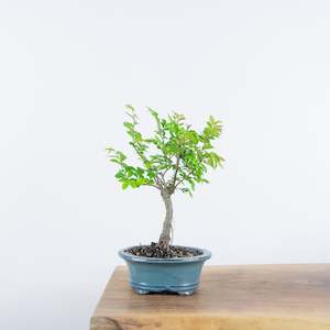 Chinese Elm (Indoor)