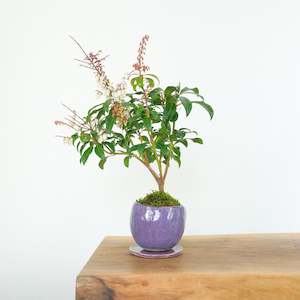 Japanese Pieris № 7