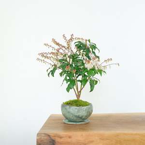 Pieris: Japanese Pieris № 6