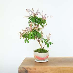 Japanese Pieris № 5