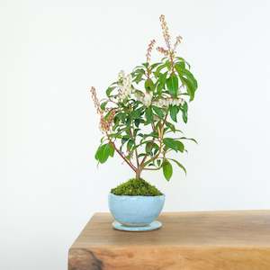 Japanese Pieris № 4