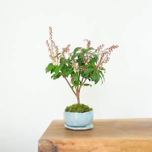 Pieris: Japanese Pieris № 11