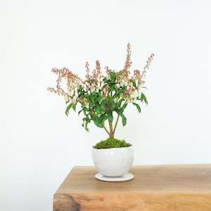 Japanese Pieris № 9