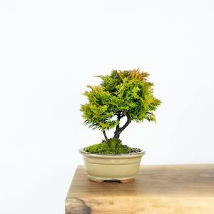 Hinoki: Gold Hinoki Cypress