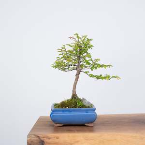 Bonsai Trees: Chinese Elm (Indoor)