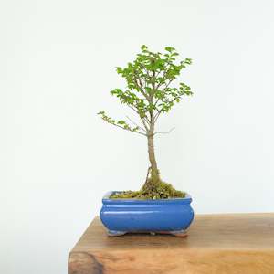 Chinese Elm (Indoor)