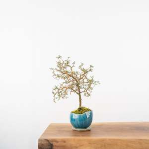 Artisan Range: Kowhai № 3