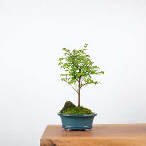 Chinese Elm