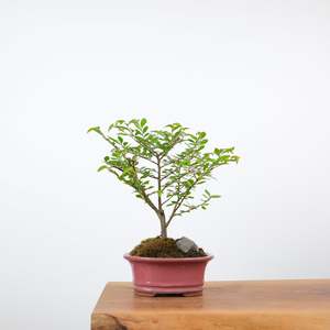 Chinese Elm