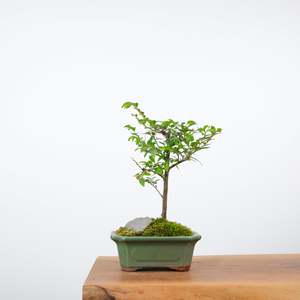 Chinese Elm