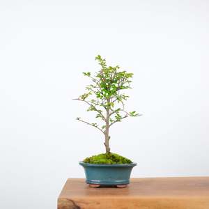 Chinese Elm