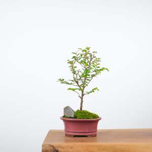 Chinese Elm