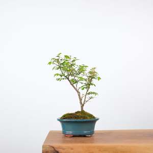 Chinese Elm