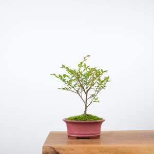 Chinese Elm