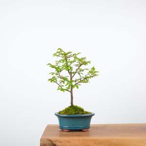 Chinese Elm