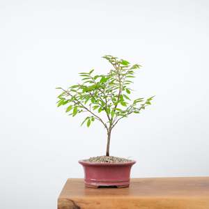 Chinese Elm