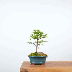 Chinese Elm