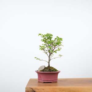 Chinese Elm