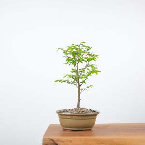 Chinese Elm