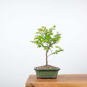 Chinese Elm