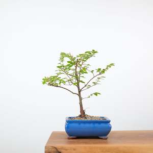 Chinese Elm