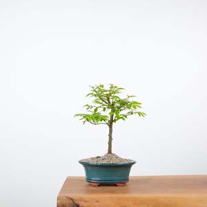 Chinese Elm