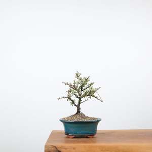 Bonsai Trees: Cotoneaster