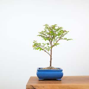 Chinese Elm