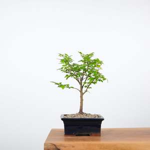 Chinese Elm