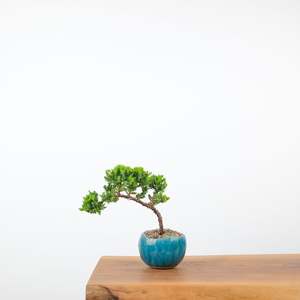 Japanese Juniper (Handmade Pot)