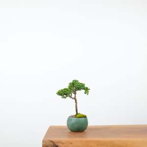Japanese Juniper (Handmade Pot)