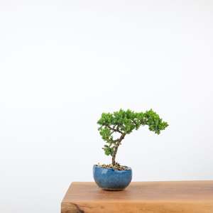 Japanese Juniper (Handmade Pot)