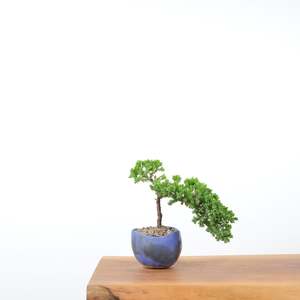 Japanese Juniper (Handmade Pot)
