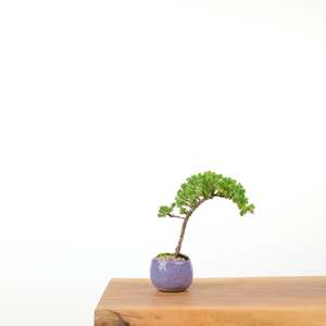 Japanese Juniper (Handmade Pot)