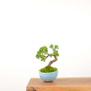 Japanese Juniper (Handmade Pot)