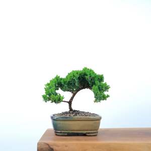 Japanese Juniper