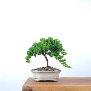 Japanese Juniper