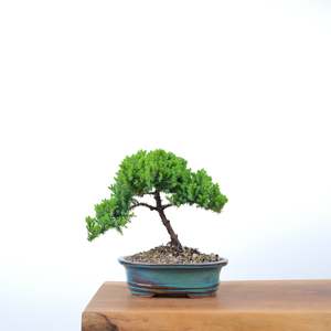 Japanese Juniper
