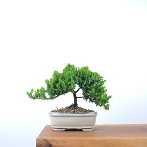 Japanese Juniper