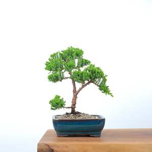 Japanese Juniper