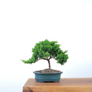 Japanese Juniper