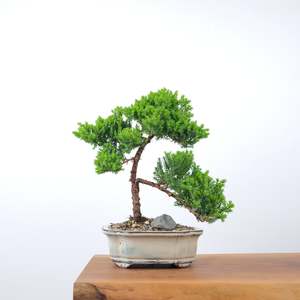 Japanese Juniper