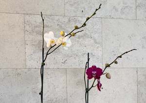 Plants: Moth Orchid Plant