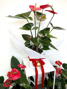 Plants: Anthurium Plant